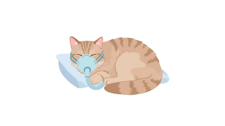 Chat endormi sous anesthésie avec un masque respiratoire.