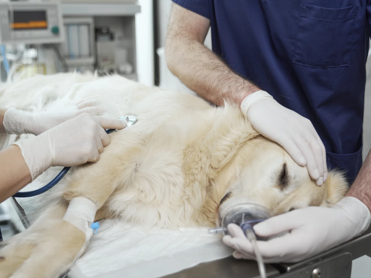 Chien sous anesthésie surveillé par une équipe vétérinaire.