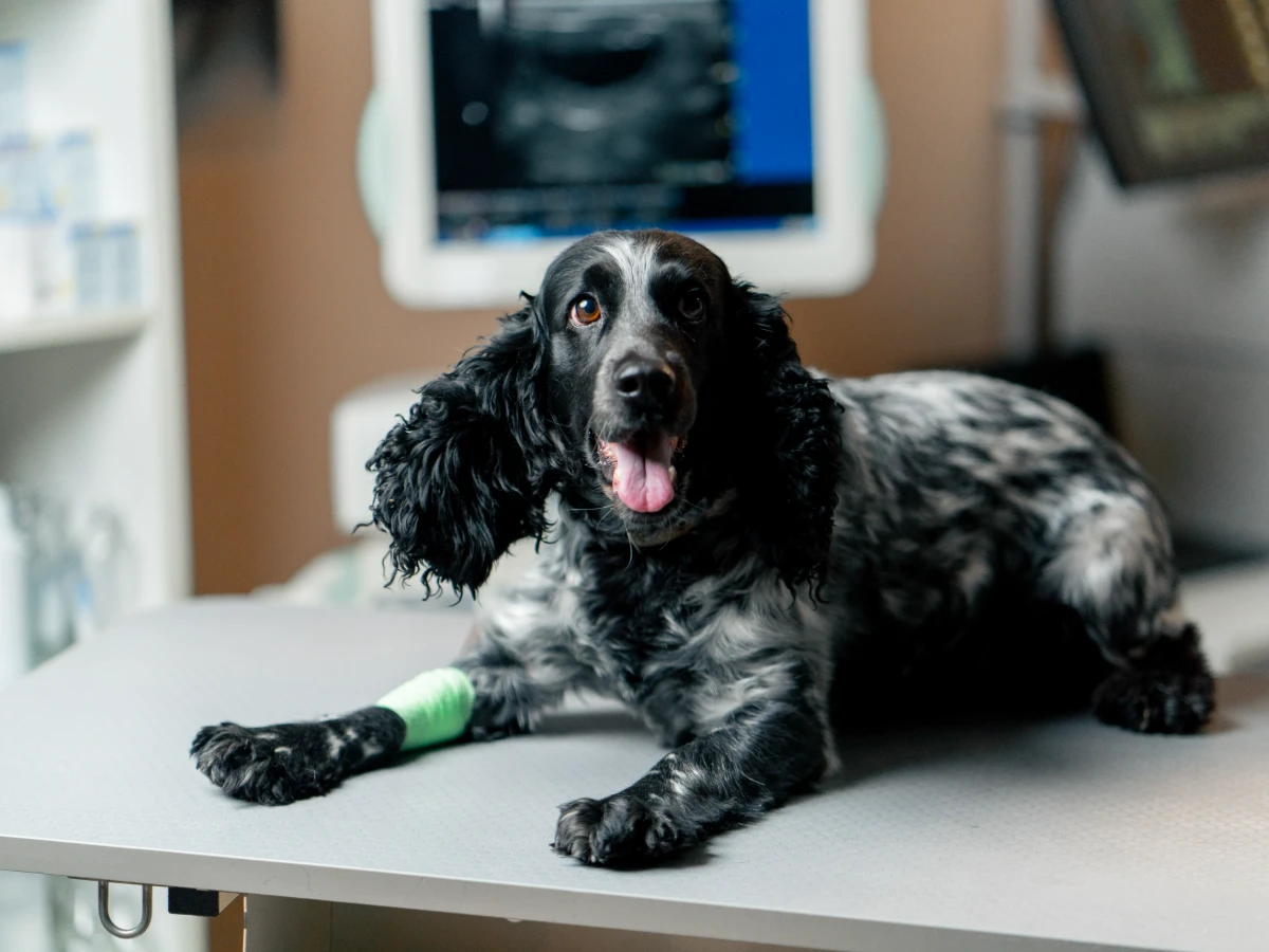 Chien allongé sur une table d’examen vétérinaire avec un pansement à la patte
