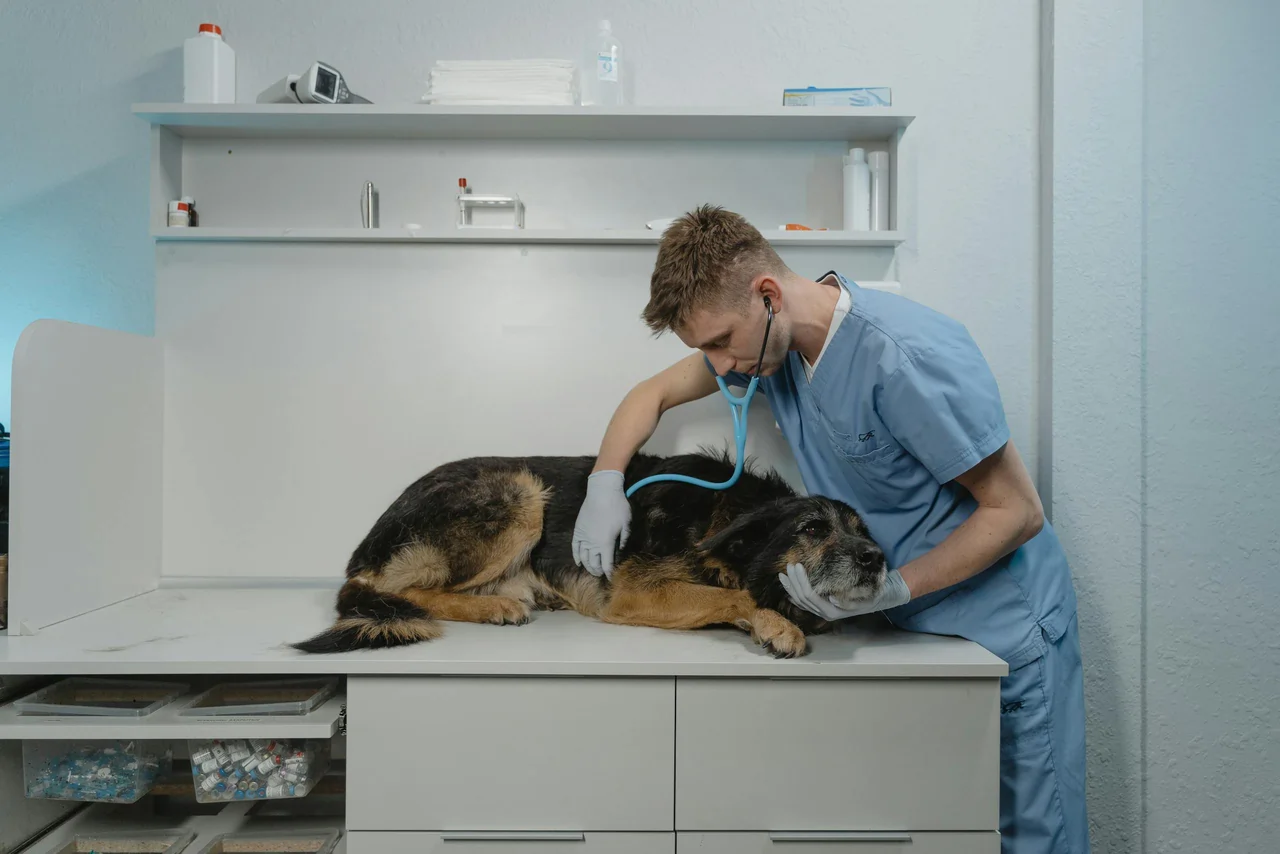 Vétérinaire examinant un chien lors d'une consultation