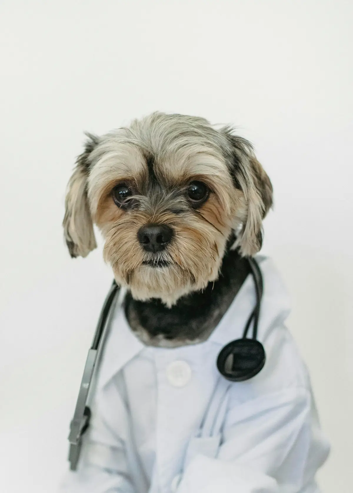 Petit chien portant une blouse blanche et un stéthoscope