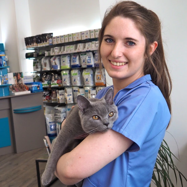 Assistante vétérinaire souriante en blouse bleue tenant un chat gris dans ses bras à la clinique.
