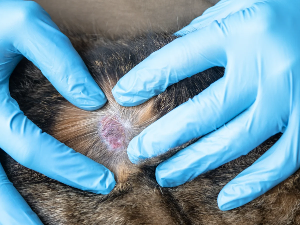 Mains gantées examinant une lésion cutanée sur un animal à poils.