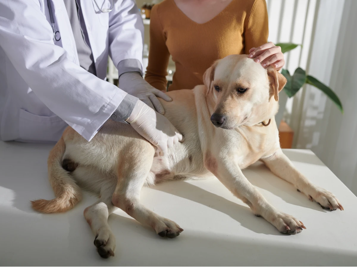 Vétérinaire examinant l’abdomen d’un chien allongé sur la table d’examen.