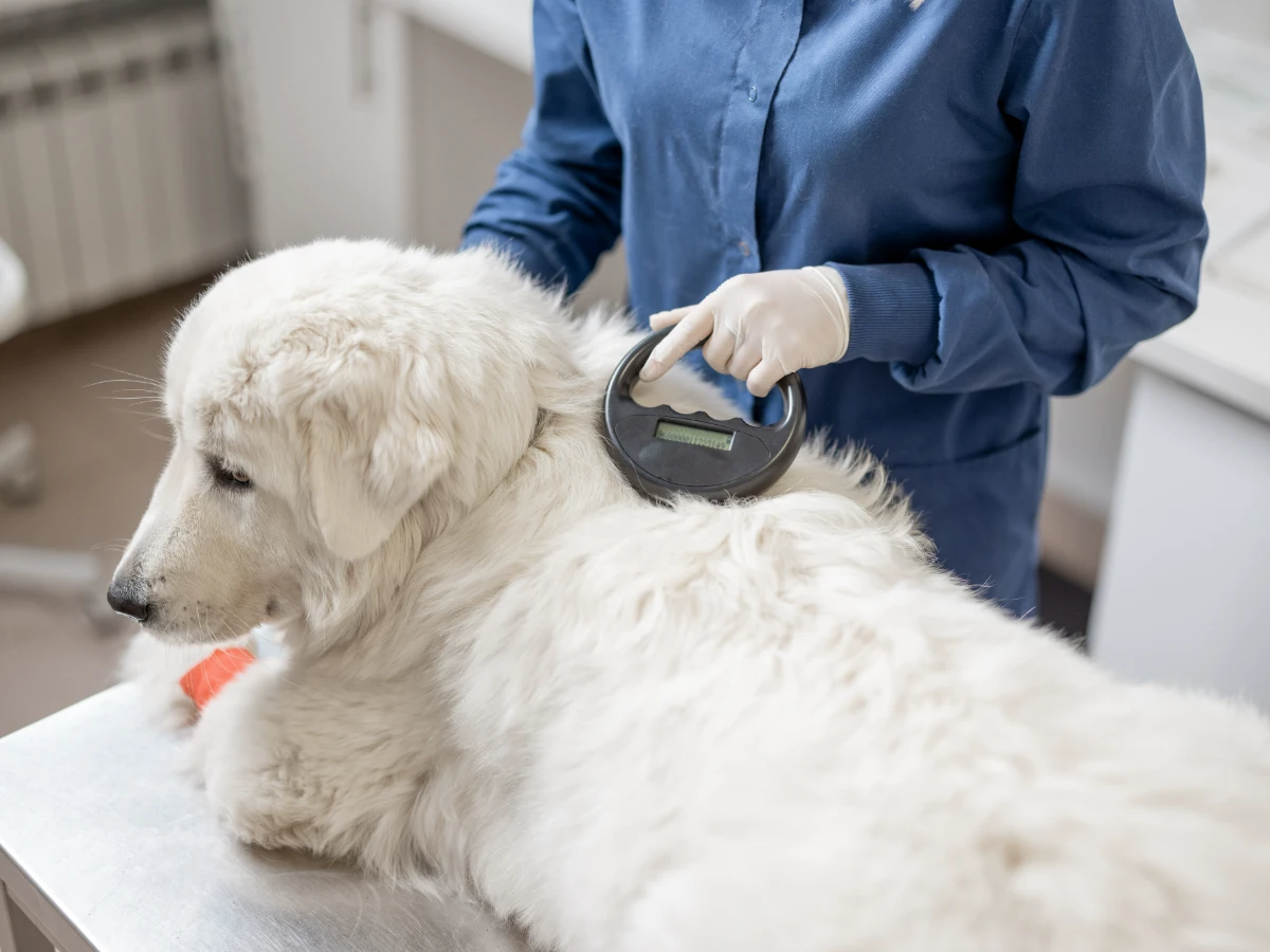 Vétérinaire scannant la puce électronique d’un chien blanc allongé sur la table d’examen.