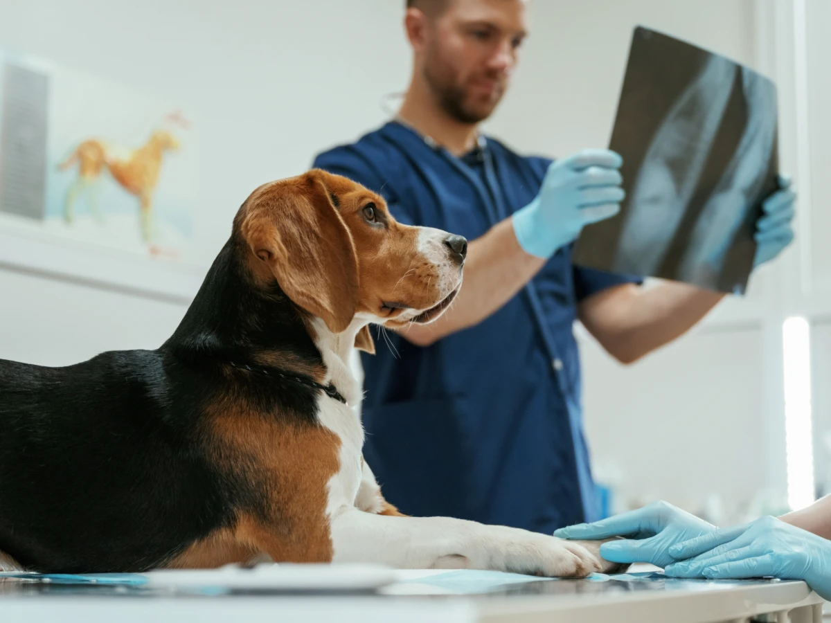 Vétérinaire examinant une radiographie devant un chien sur la table d’examen