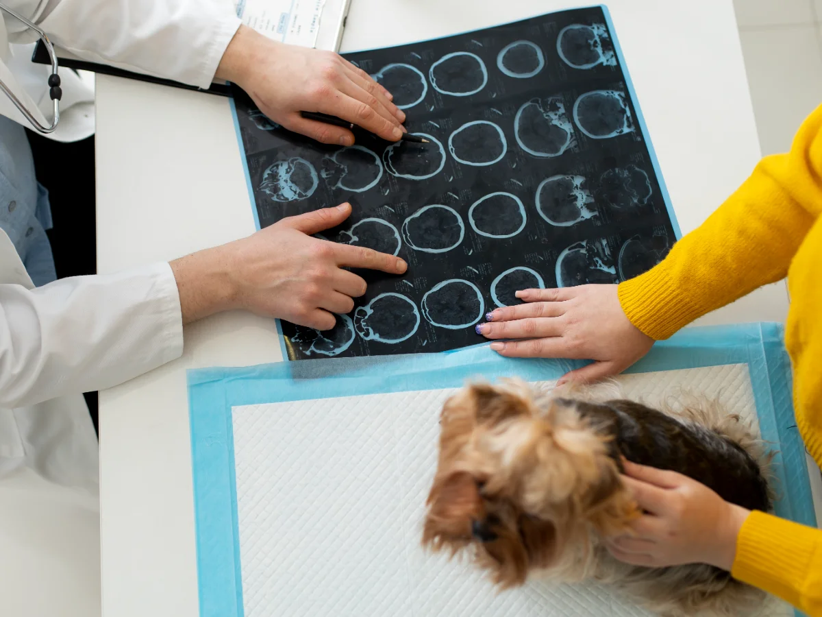 Vétérinaire montrant des images de neurologie cérébral à un propriétaire avec un petit chien sur la table.