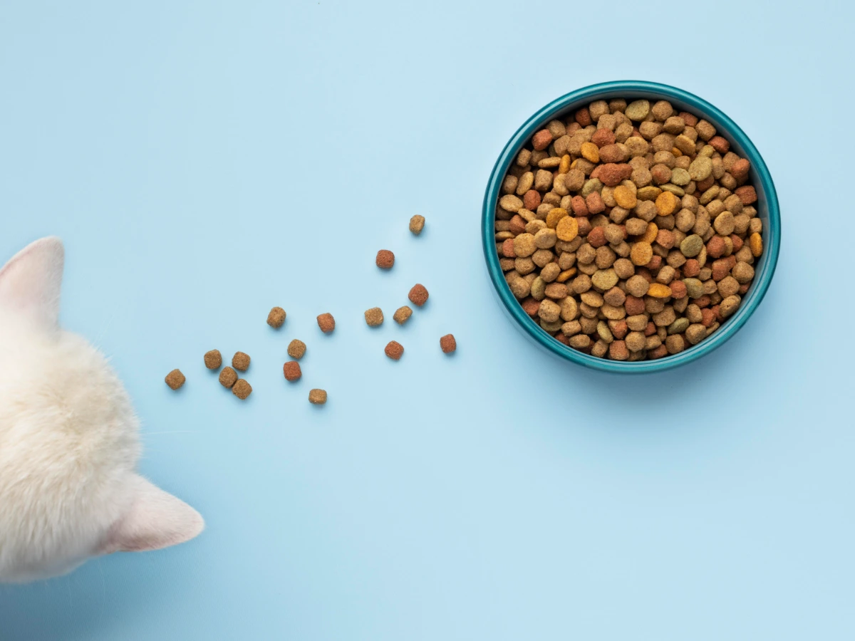Chat blanc s’approchant d’une gamelle remplie de croquettes sur fond bleu.