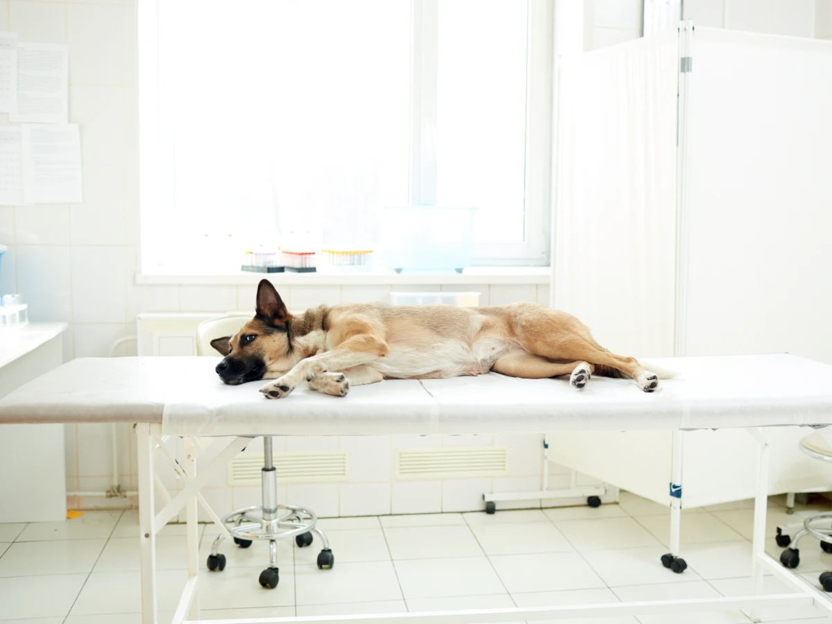 Chien allongé sur une table d’examen dans une clinique vétérinaire