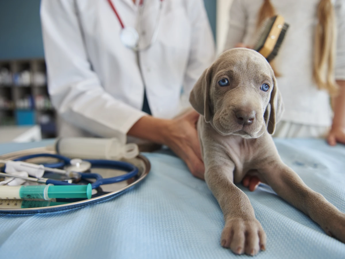 Chiot gris examiné par un vétérinaire sur une table d’examen.