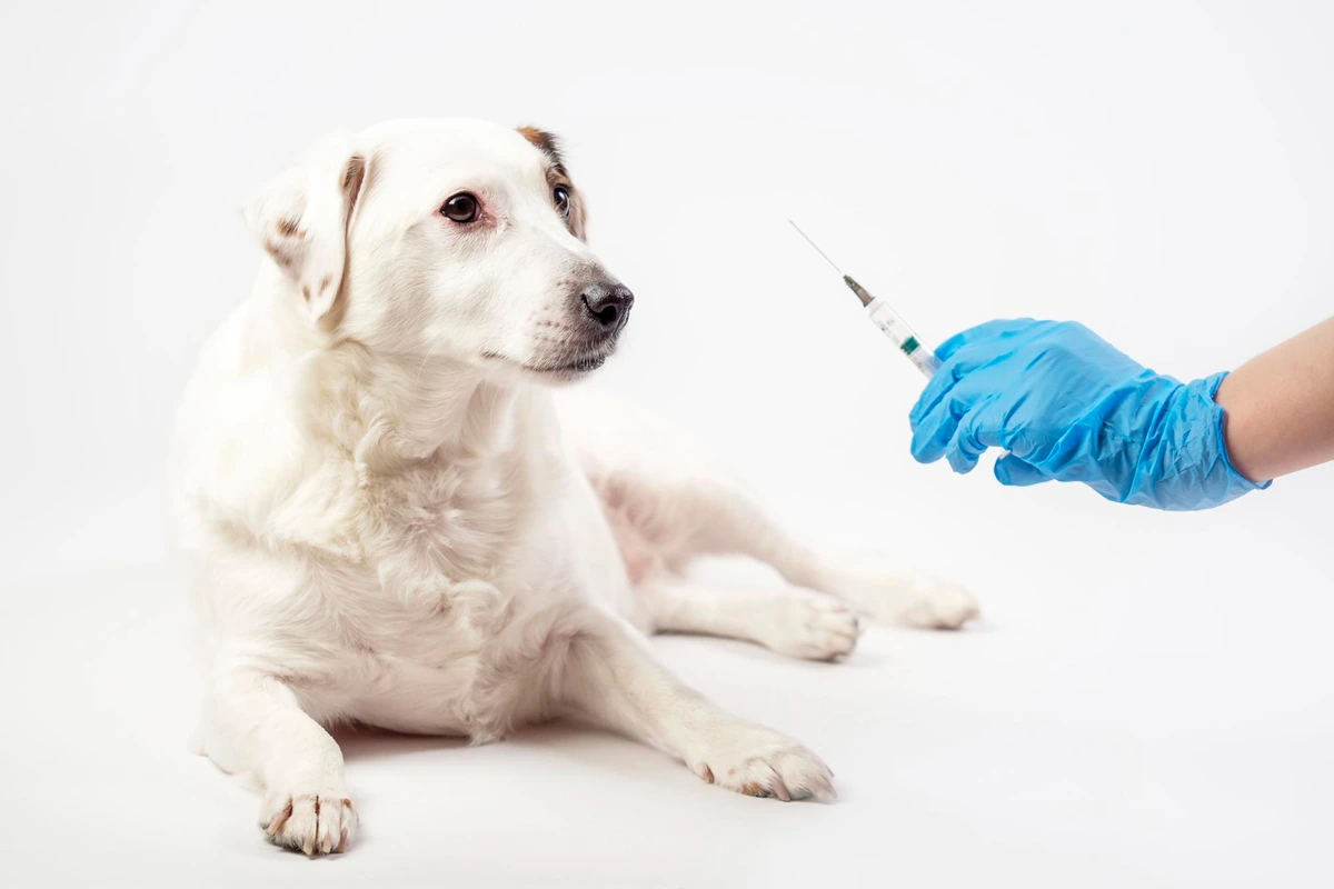 Chien blanc recevant une injection lors d’une séance de vaccination chez un vétérinaire