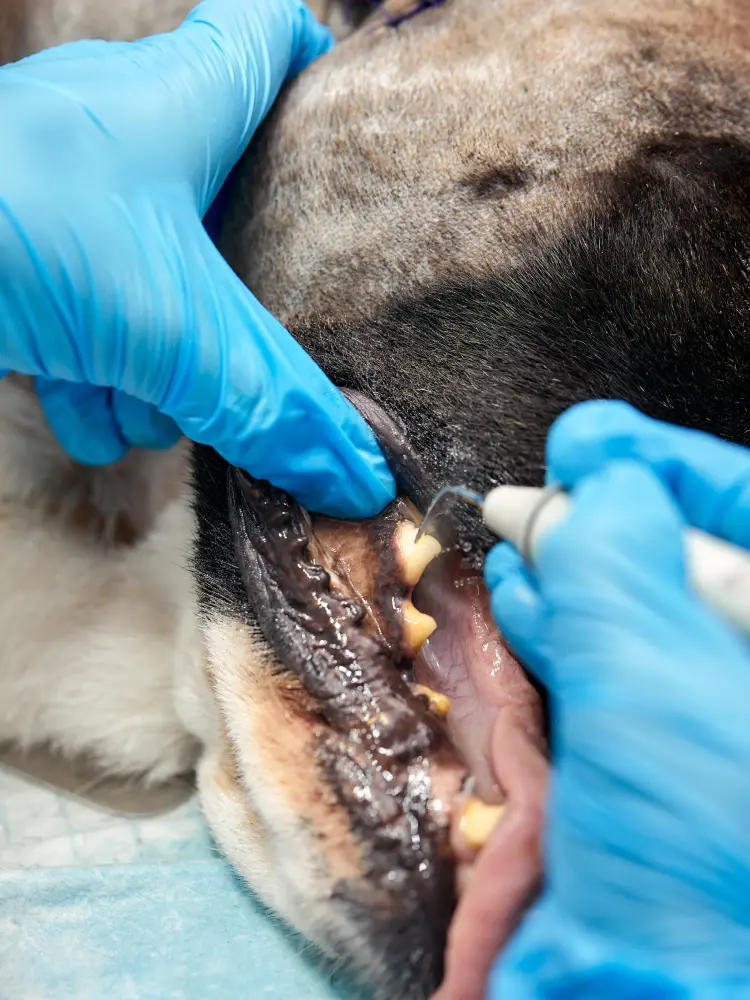 Détartrage dentaire réalisé sur un chien par un vétérinaire
