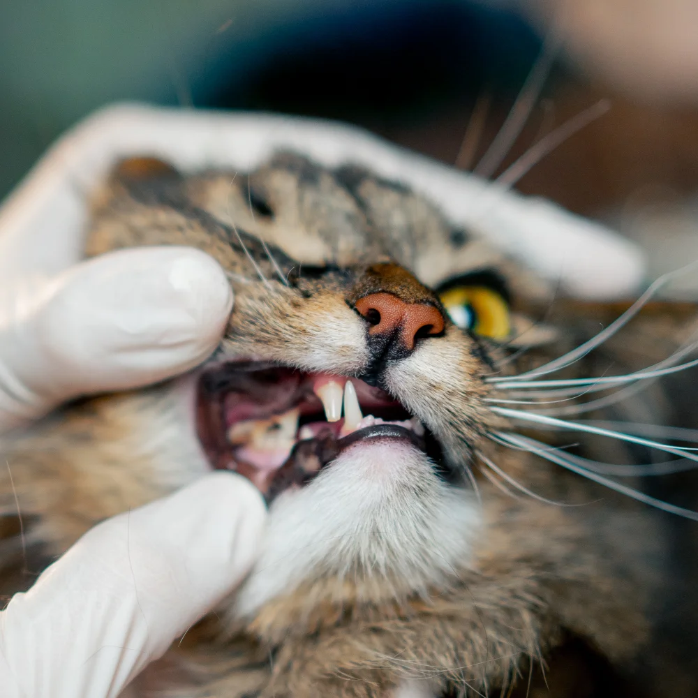 Examen dentaire d’un chat par un vétérinaire