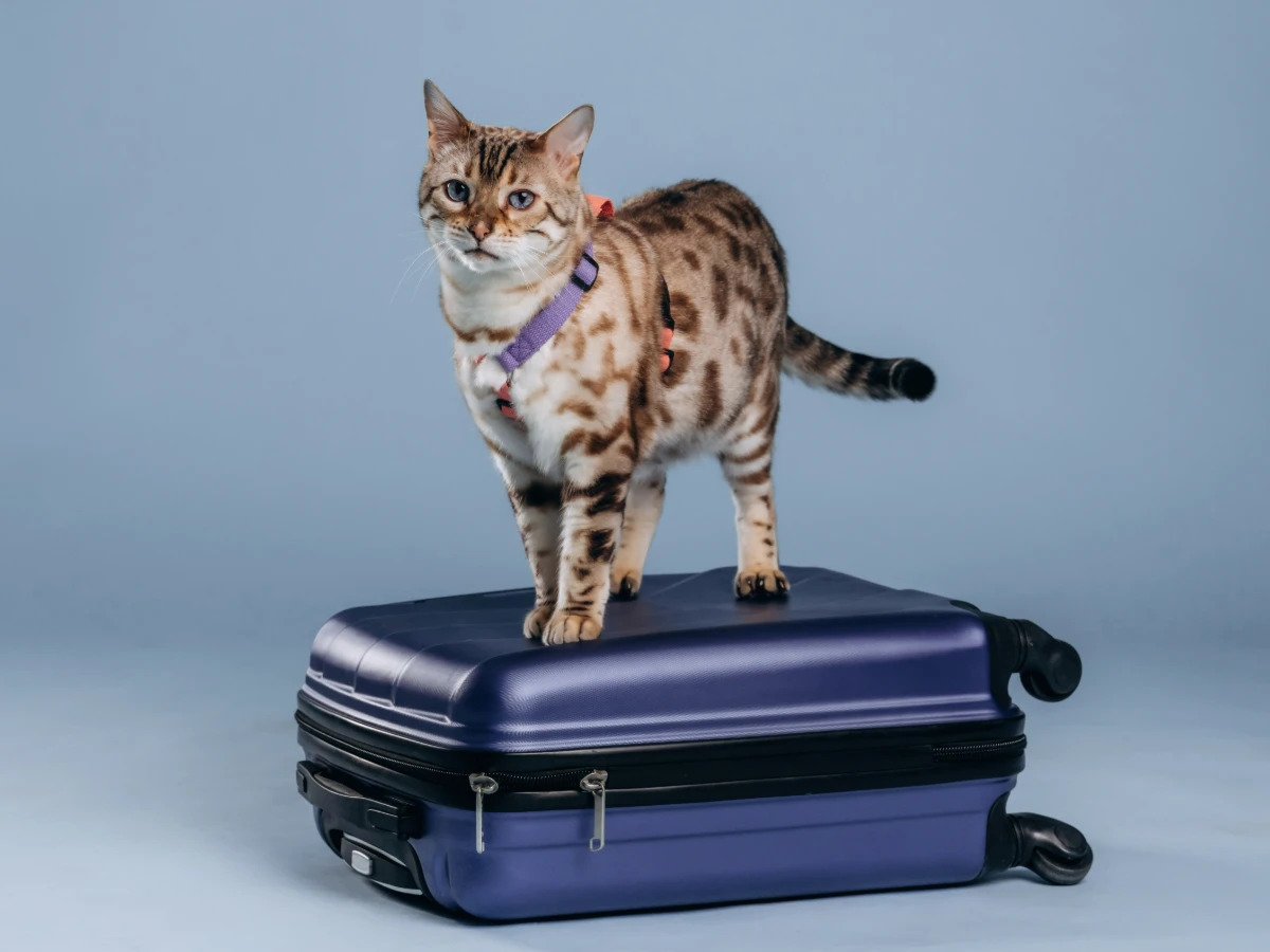 Chat tacheté debout sur une valise bleue, prêt à voyager.