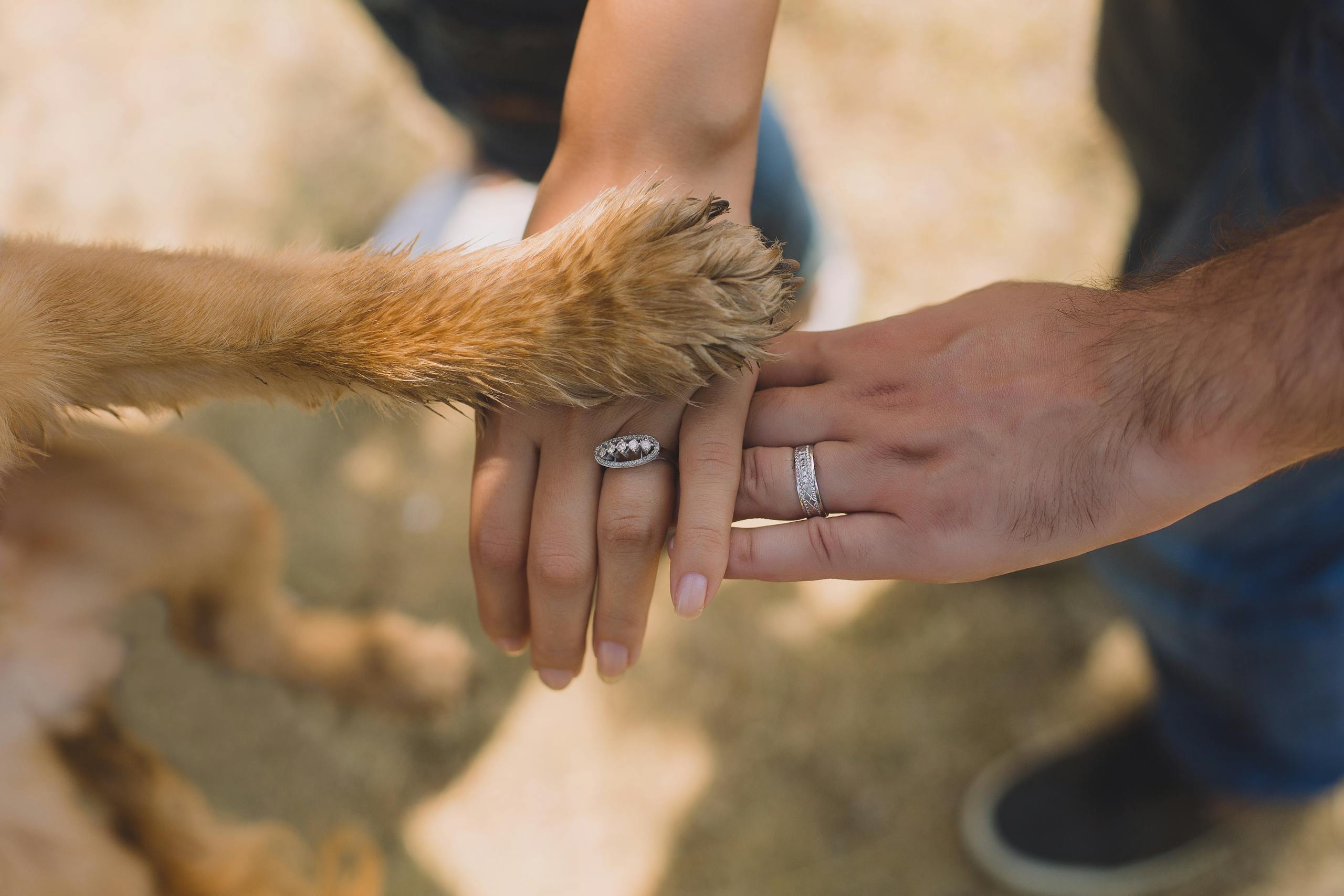 Unité entre le chien et ses propriétaires grâce à une assurance.
