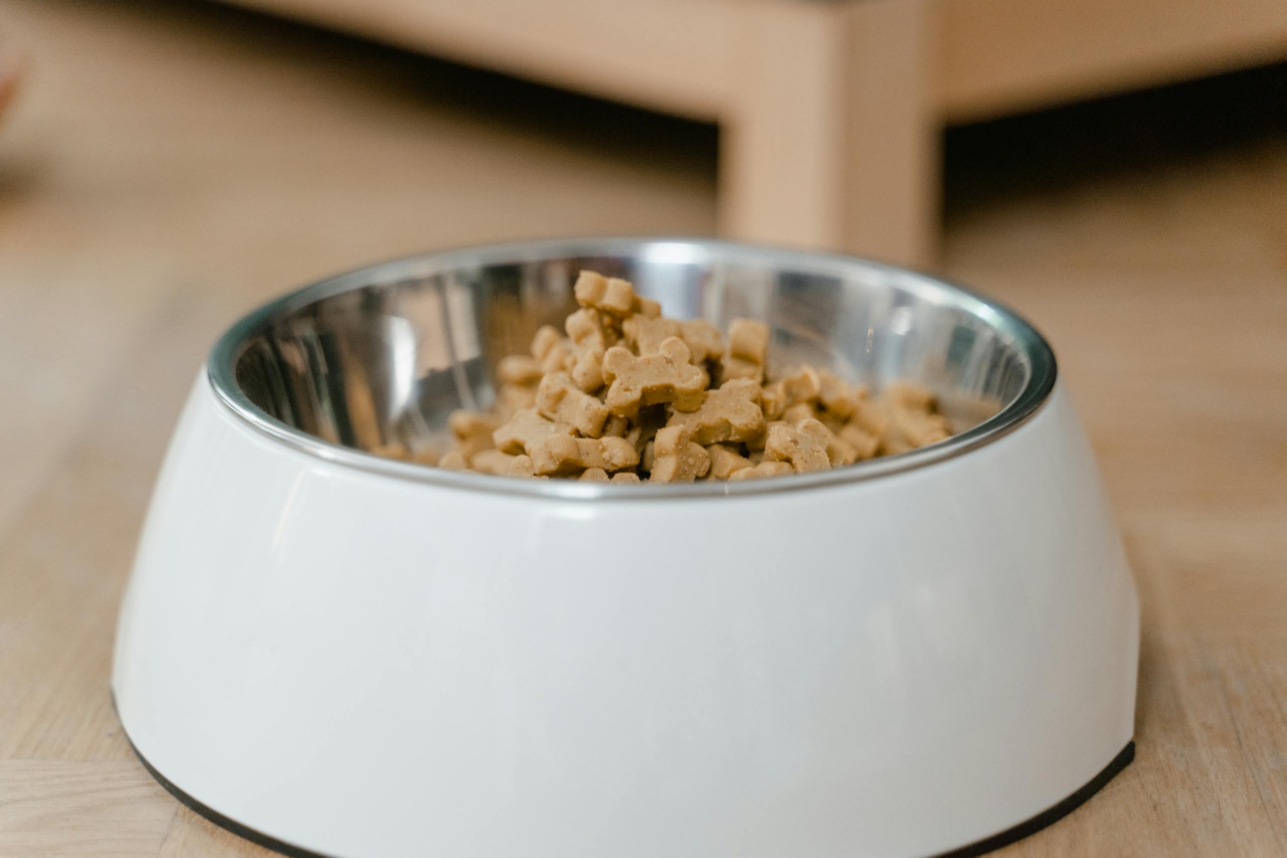 Gamelle remplie pour illustrer l'alimentation industrielle des chiens.