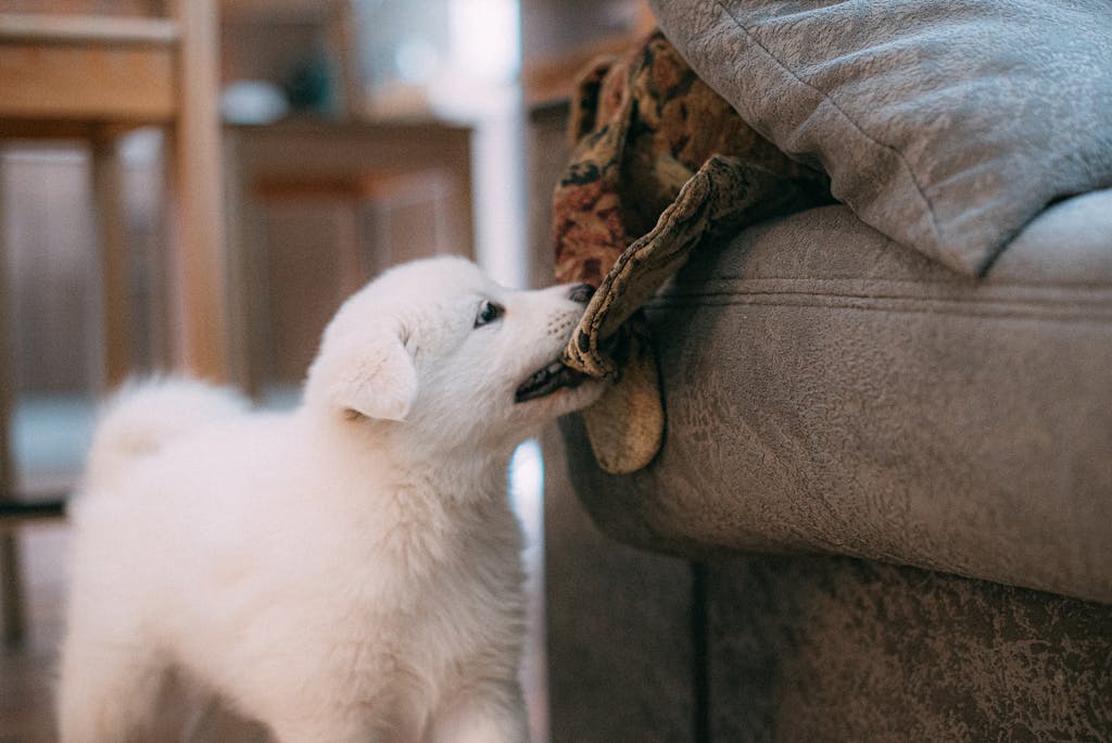 Comportement destructif d'un chiot