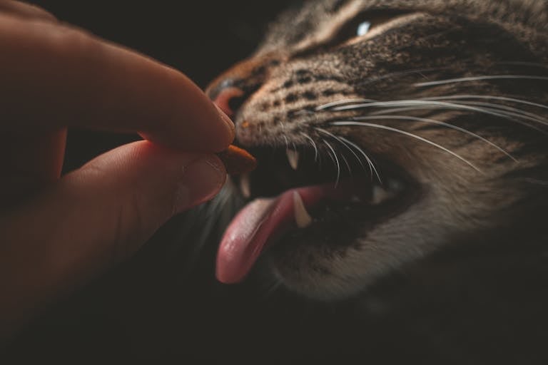 Alimentation d'un chat