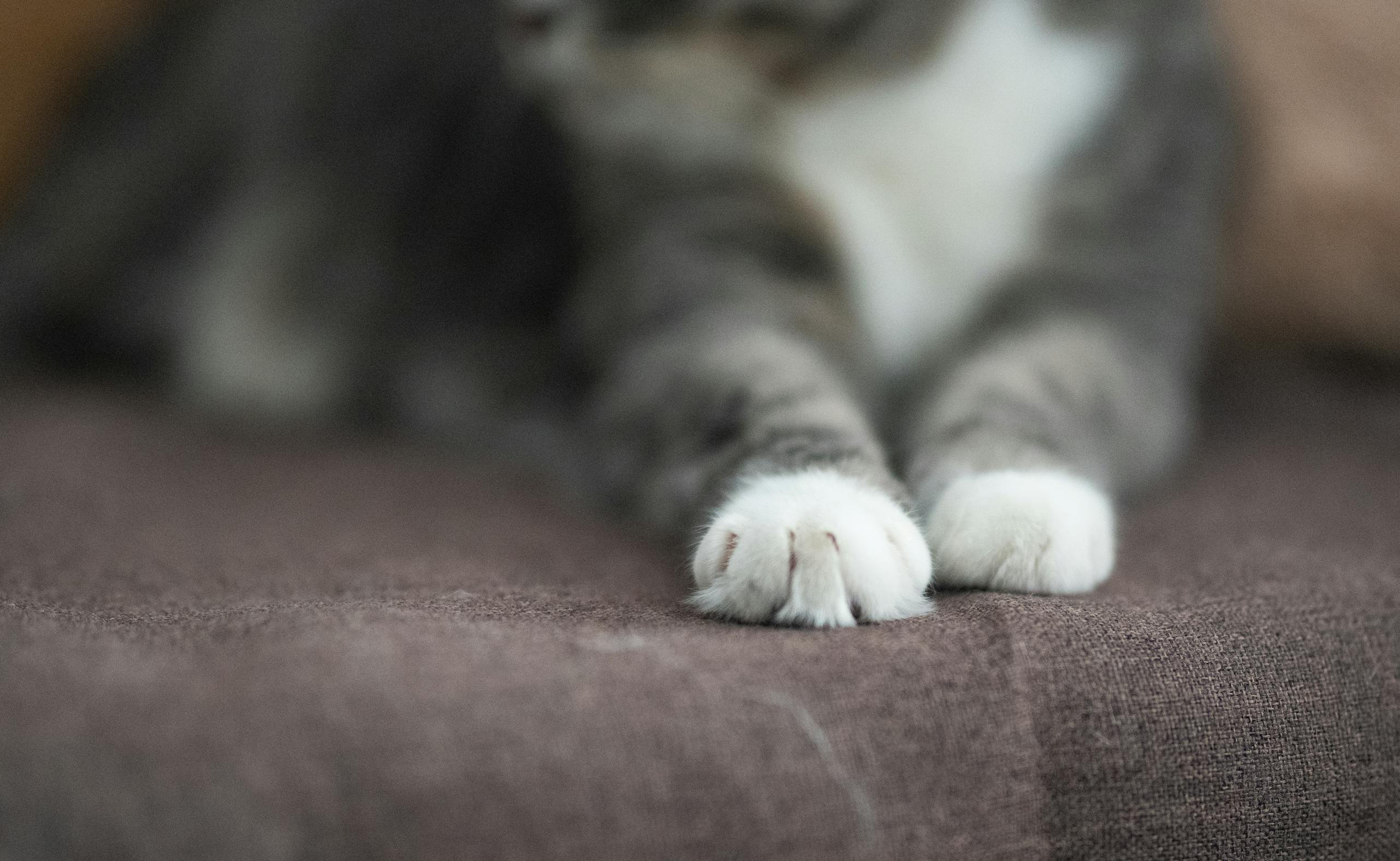 Chat faisant ses griffes