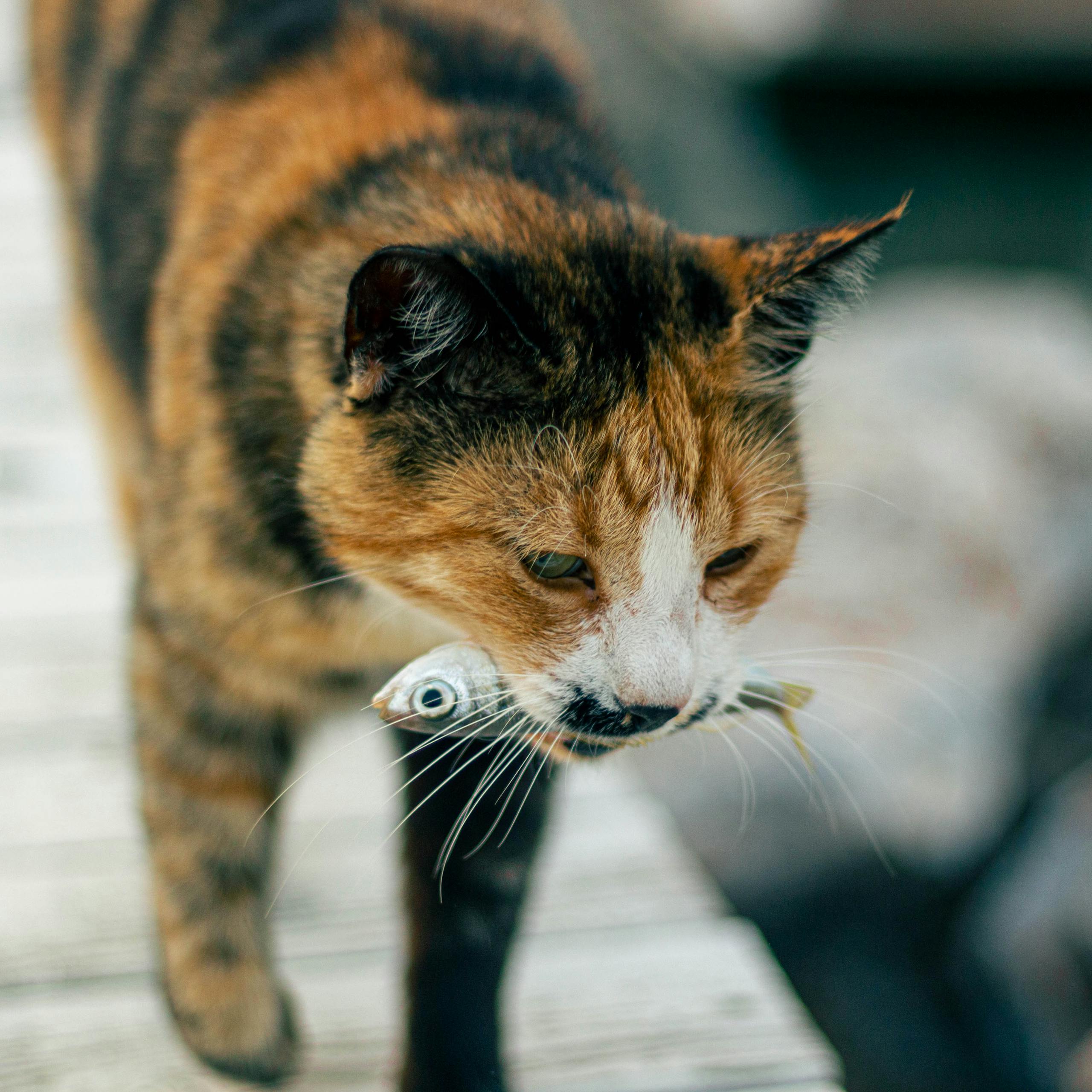Chat mangeant du poisson