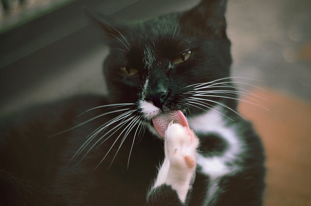 Chat se léchant, problème de parasite externe