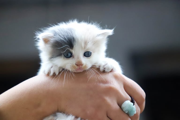 Chaton tenu dans les mains