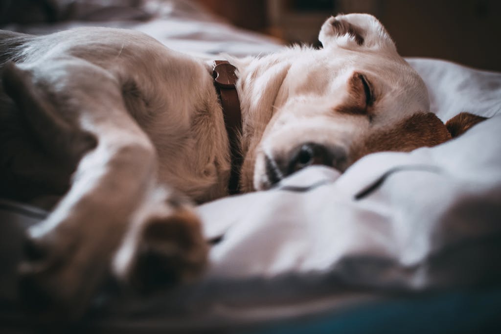 Chien malade à cause d'un parasite interne.