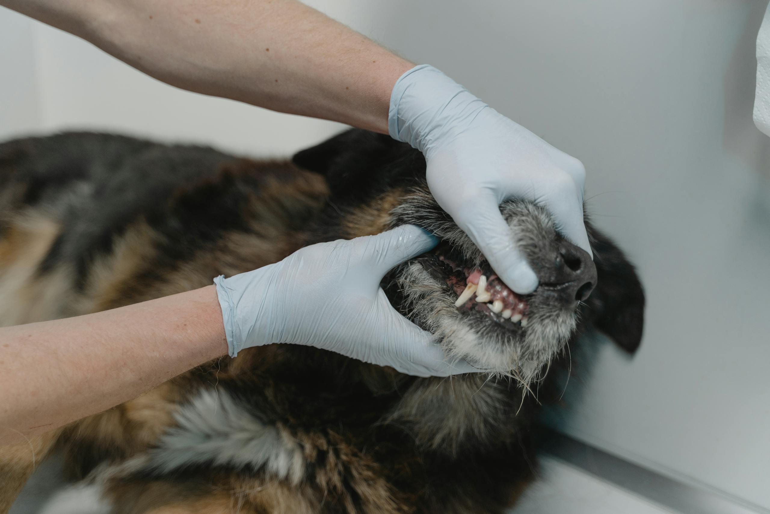 Vétérinaire examinant les dents d’un chien lors d’un contrôle dentaire.