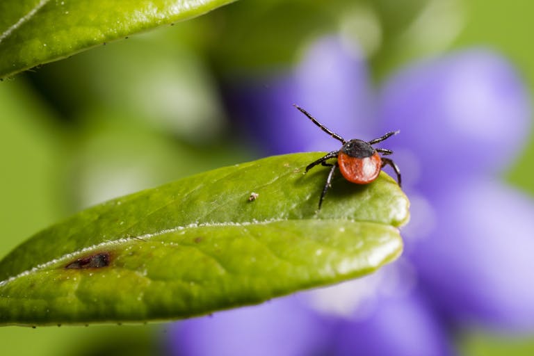 Exemple de parasite externe : la tique