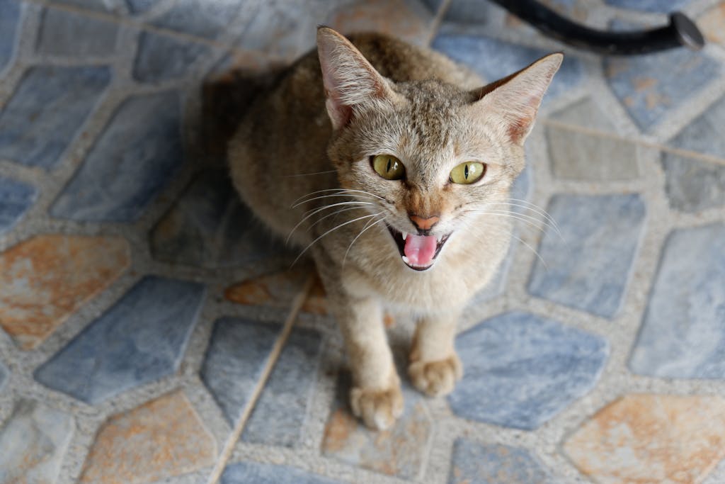 Chat agressif