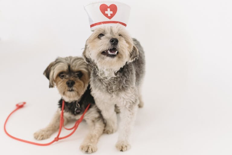 Illustration pour situation urgente du chien