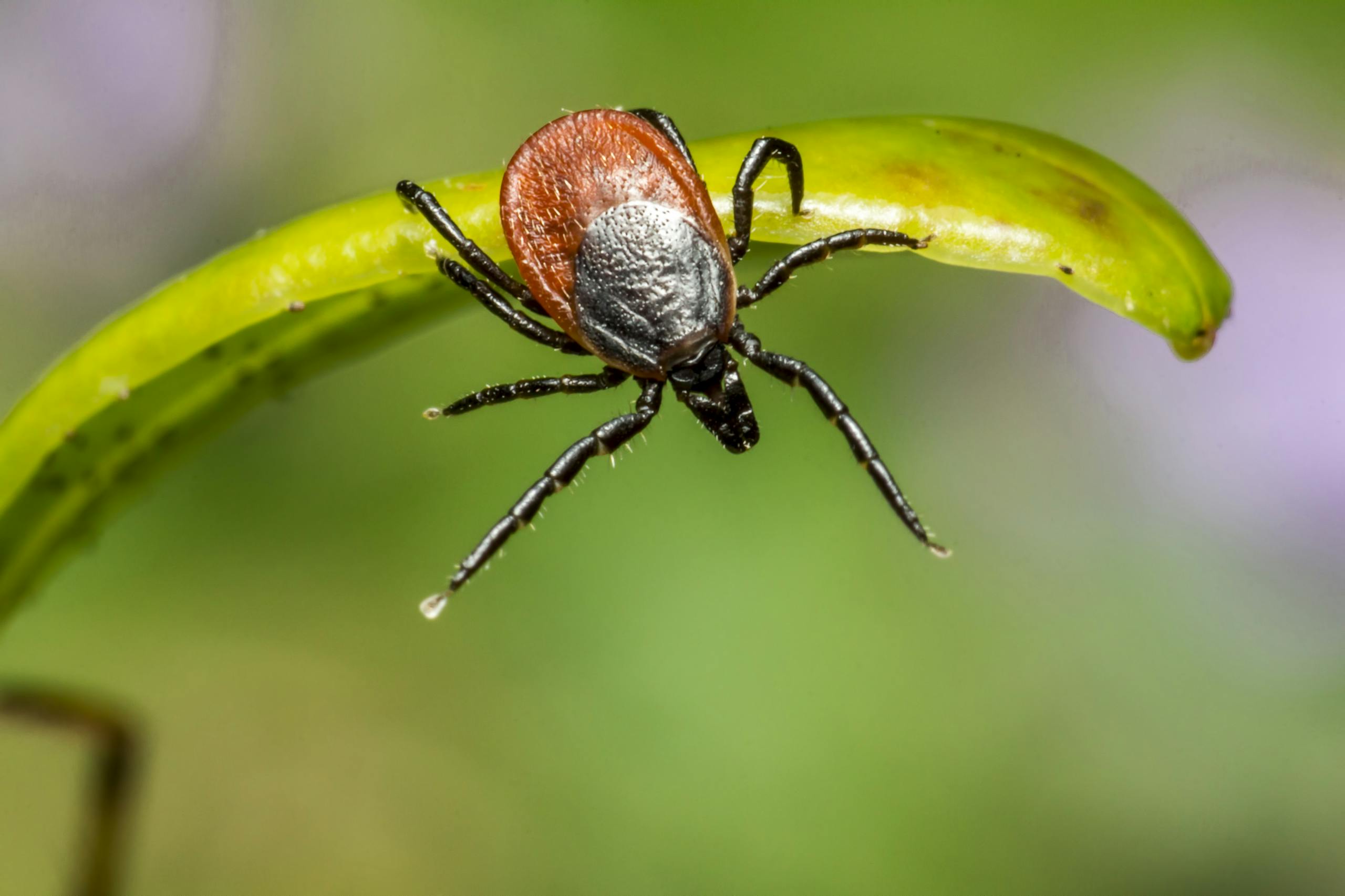 Tique provoquant la maladie de Lyme chez le chien.