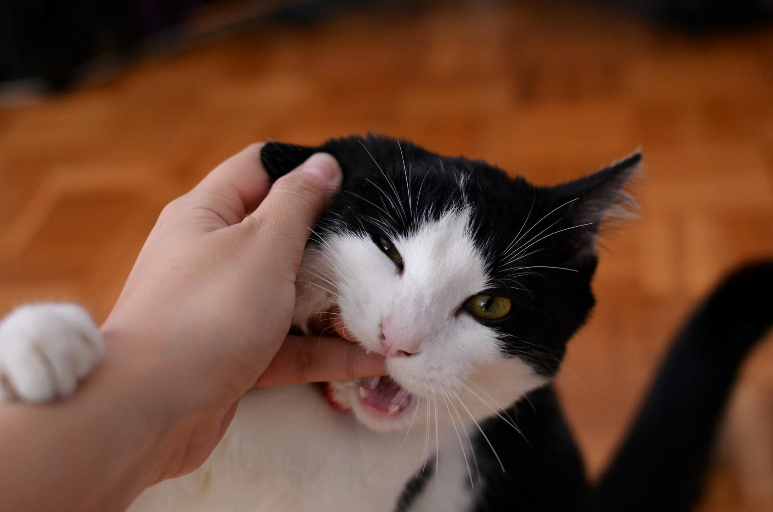 Morsure de chat