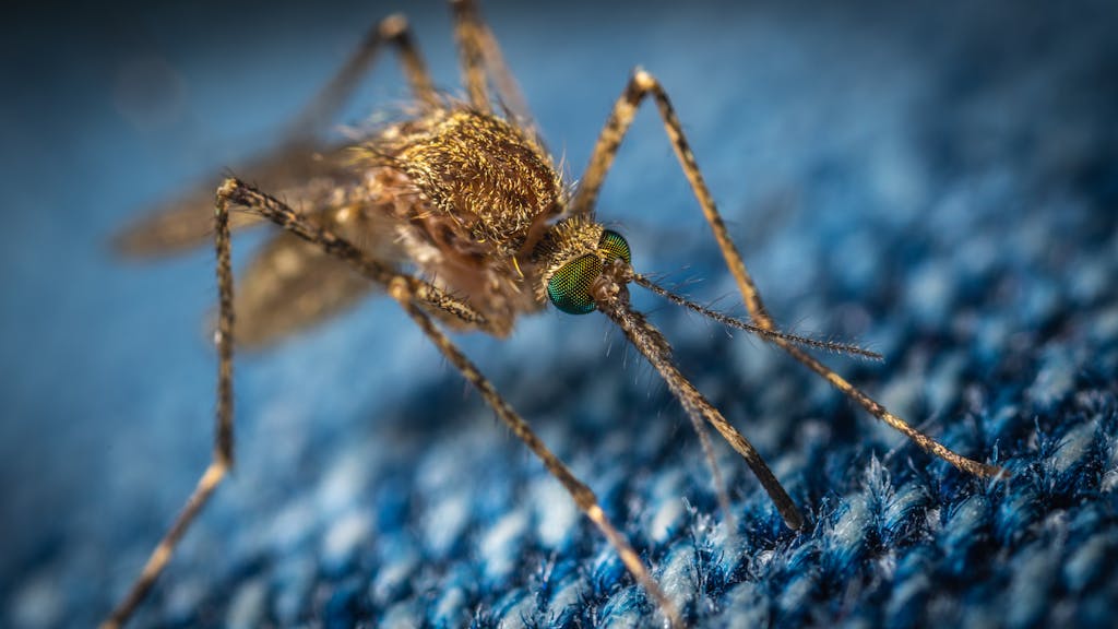 Moustique (un parasite externe)