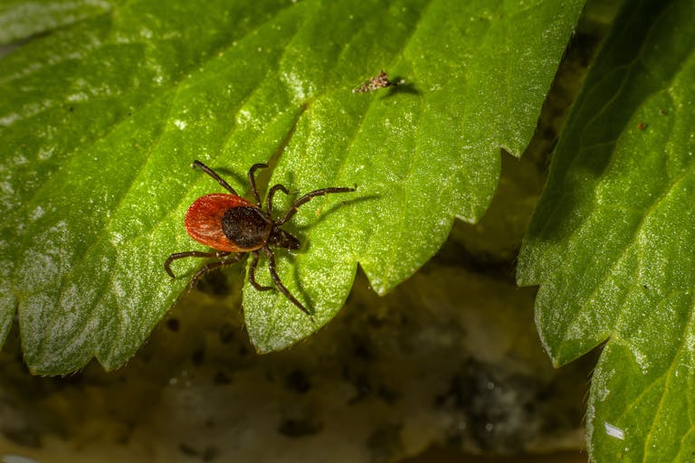 Parasite externe : tique sur une feuille