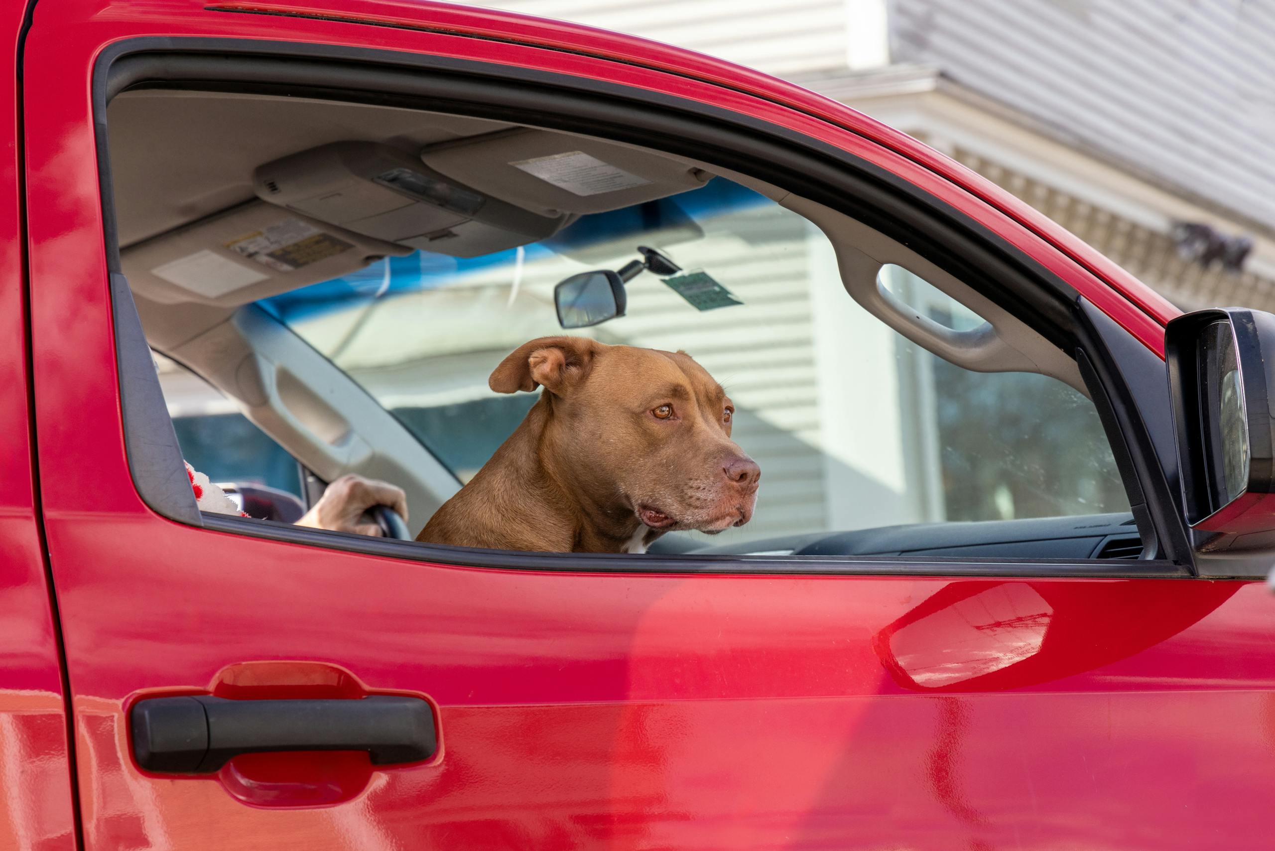 Situation urgente : un chien enfermé dans une voiture