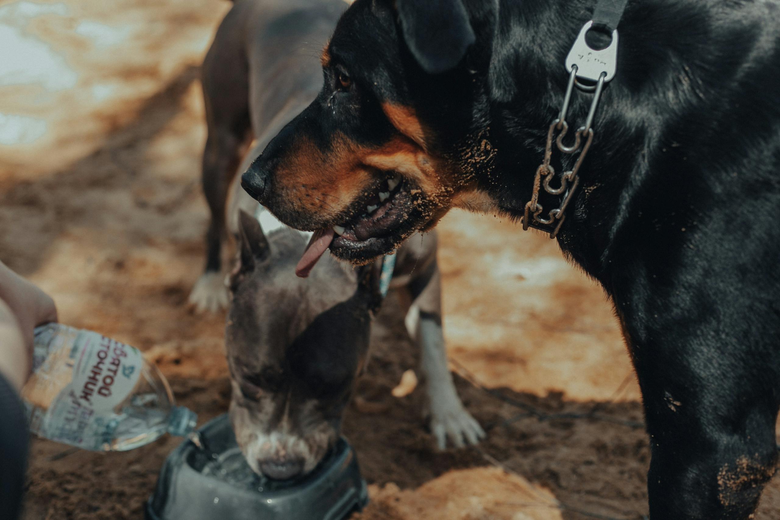 Deux chiens prenant une pause pour boire en extérieur pour leur bien-être.
