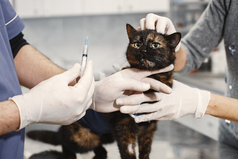 Vaccination chat