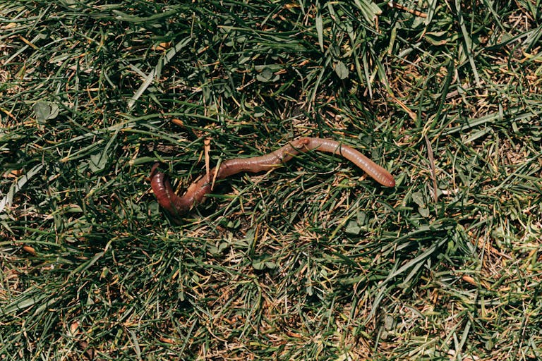 Ver : parasite interne d'un chien